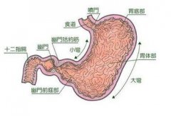 萎缩性胃炎有哪些症状？
